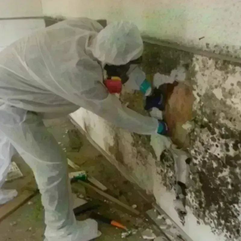 Mold Remediation and Removal in Bergen County, NJ